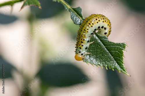 Caterpillar of the Rosewood Sawfly (Arge rosae) on a rose leaf