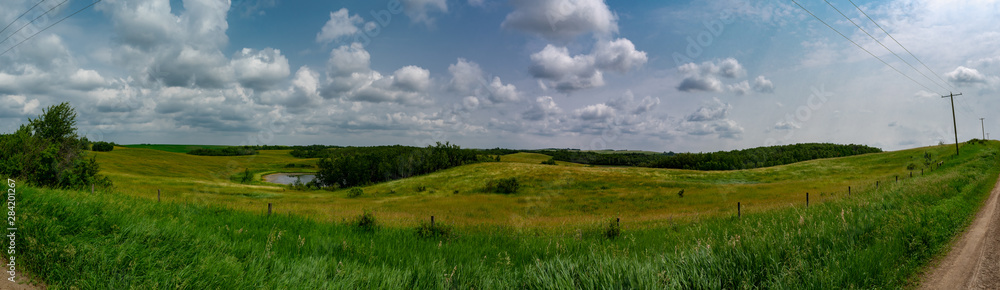 Fototapeta premium Alberta grass