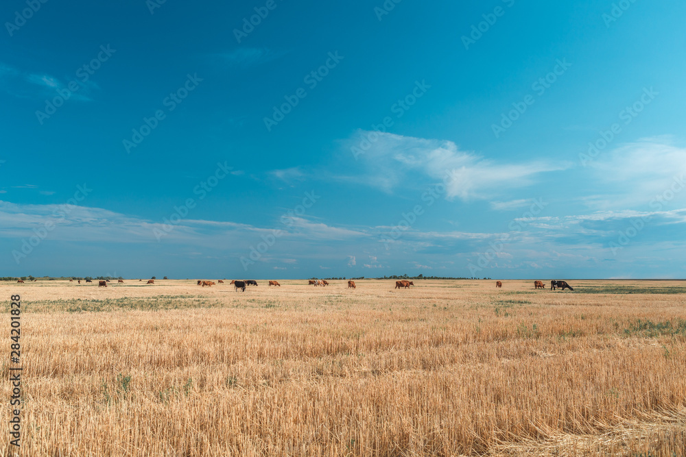Cows on a yellow field and blue sky. Cows on a yellow field and blue sky.