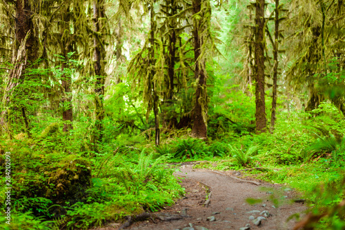 path in forest