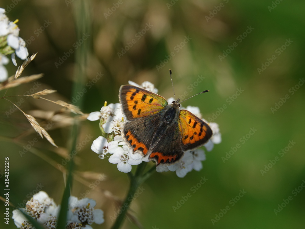small copper butterfly (Lycaena phlaeas) small copper butterfly (Lycaena phlaeas)