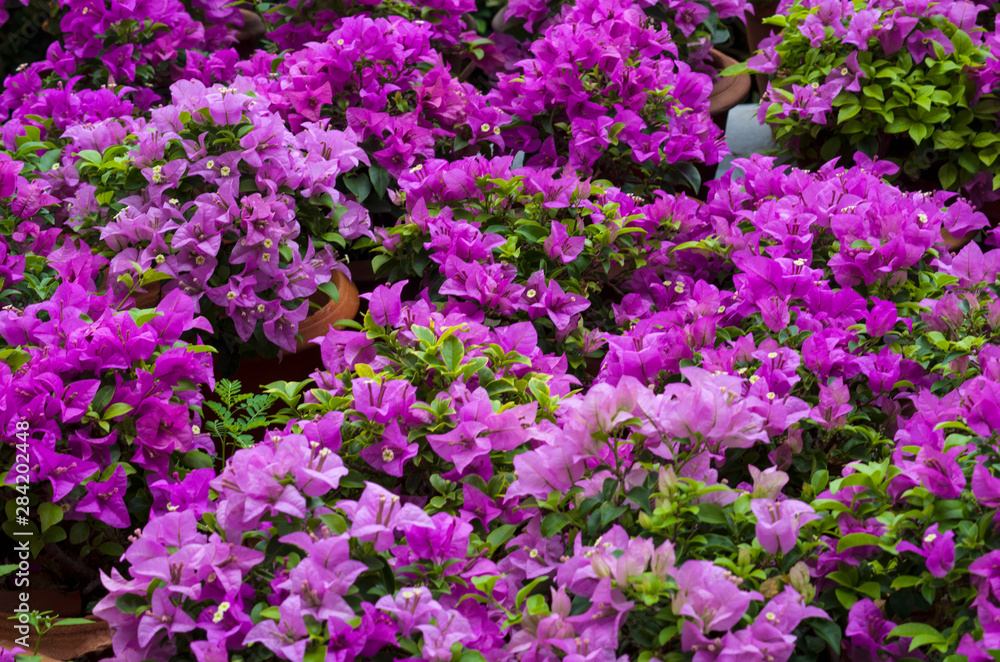 Bougainvillea pink flowers
