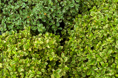 Wallpaper Mural Green foliage pattern Torontodigital.ca