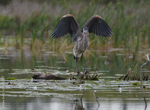 Great Blue Heron struggles with its balance