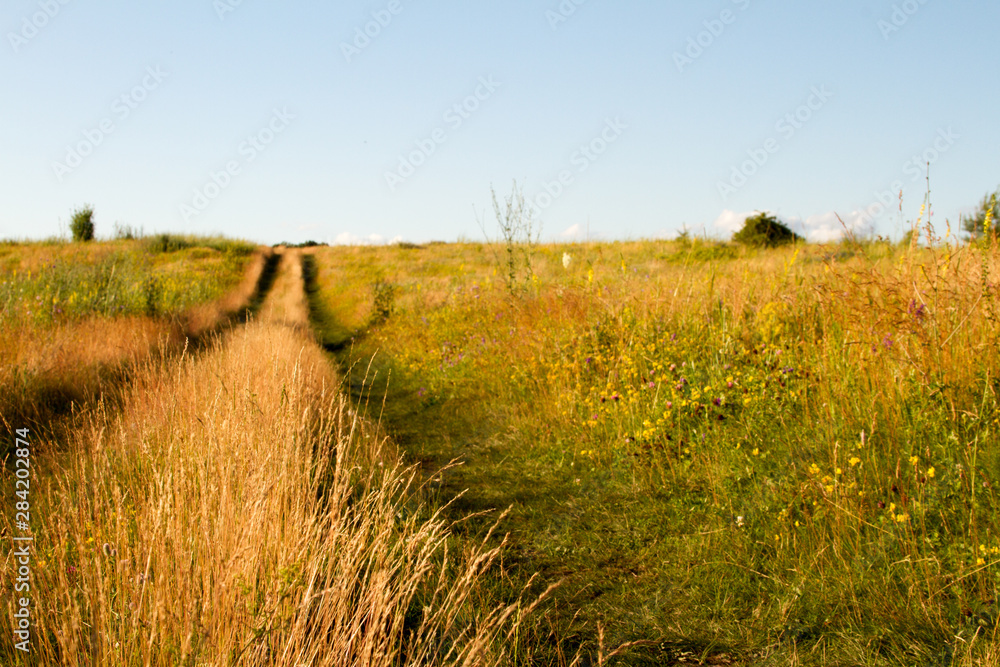 Close-up two-track dirt road in a flowering grassy meadow against a blue sky, selective focus