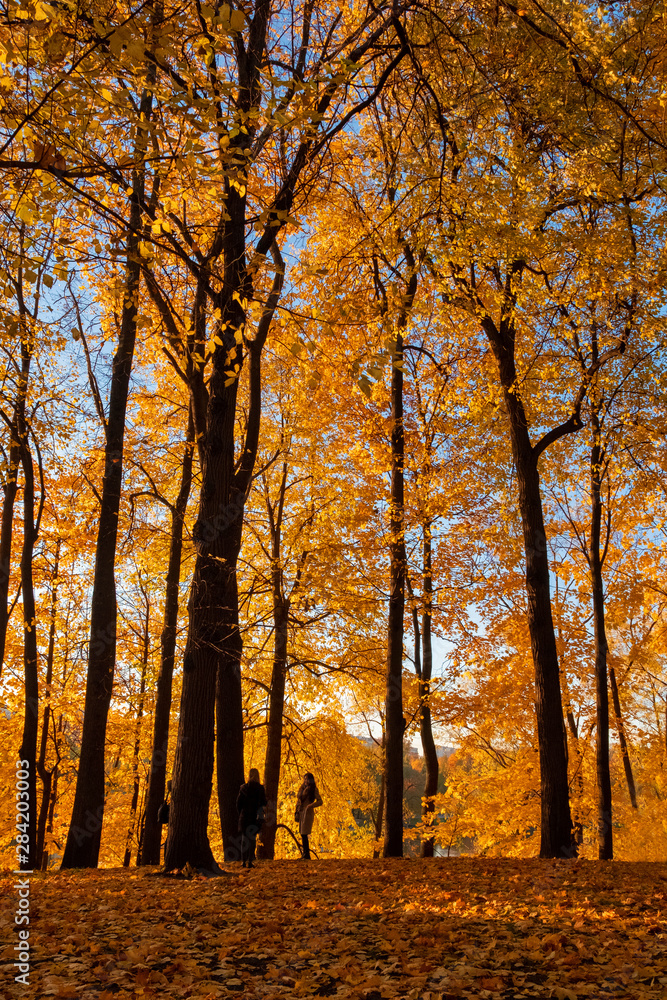 Fototapeta premium Tall trees in the autumn park. Golden Autumn in Tsaritsyno, Moscow.
