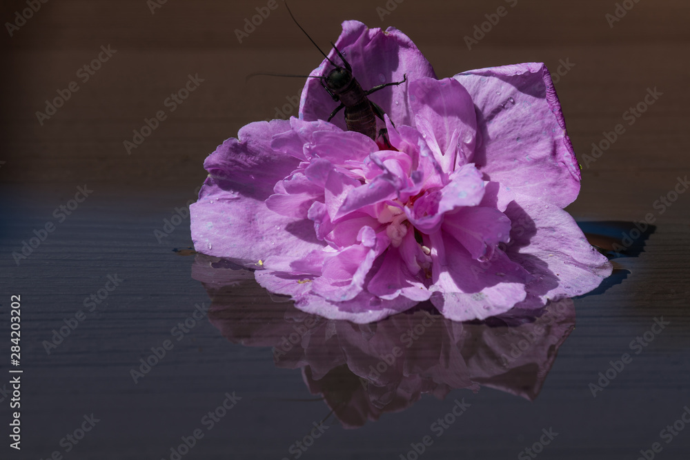 Obraz premium Grille in Hibiskusblüte