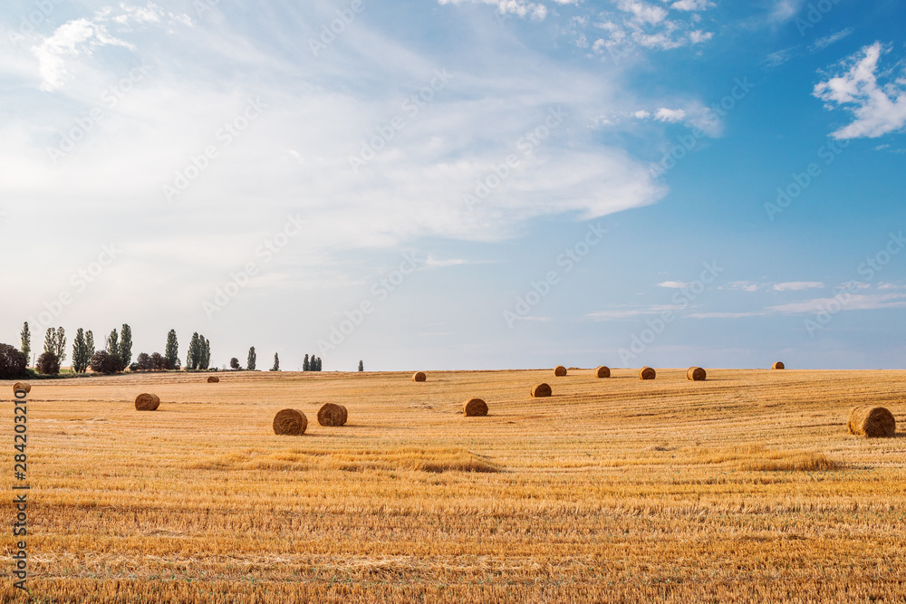 Fototapeta premium Wheat field after harvest with straw bales at sunset