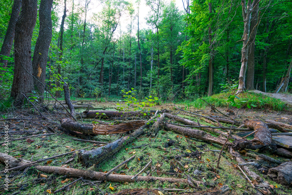 fallen trees in the forest