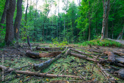 fallen trees in the forest