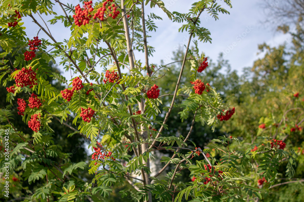 Rowan branches with ripe fruits close-up. Red rowan berries on the rowan tree branches, ripe rowan berries closeup and green leaves.