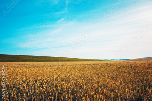 Golden wheat field with blue sky © Ruslan Ivantsov