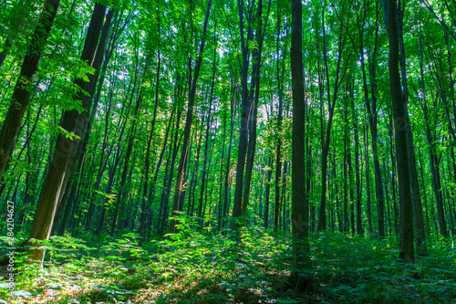 Forest trees. nature green wood sunlight backgrounds © Ruslan Ivantsov