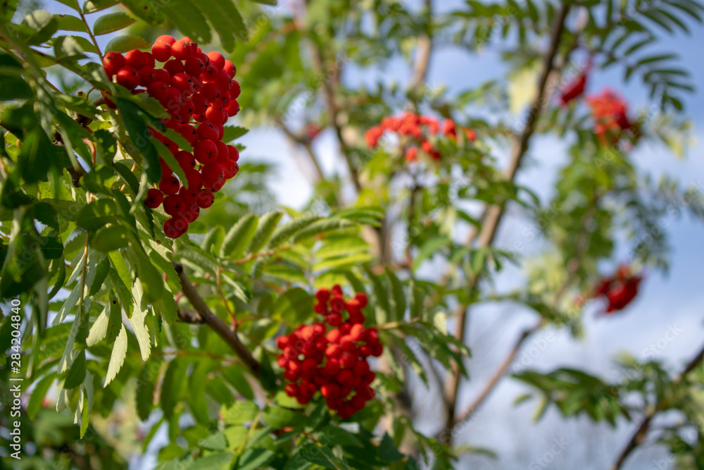 Rowan berries on vintage wooden boards