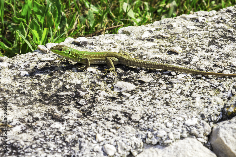 Green Oriental Garden Lizard, eastern garden lizard or changeable lizard on the rock against green background in natural garden in Croatia Green Oriental Garden Lizard, eastern garden lizard or changeable lizard on the rock against green background in natural garden in Croatia