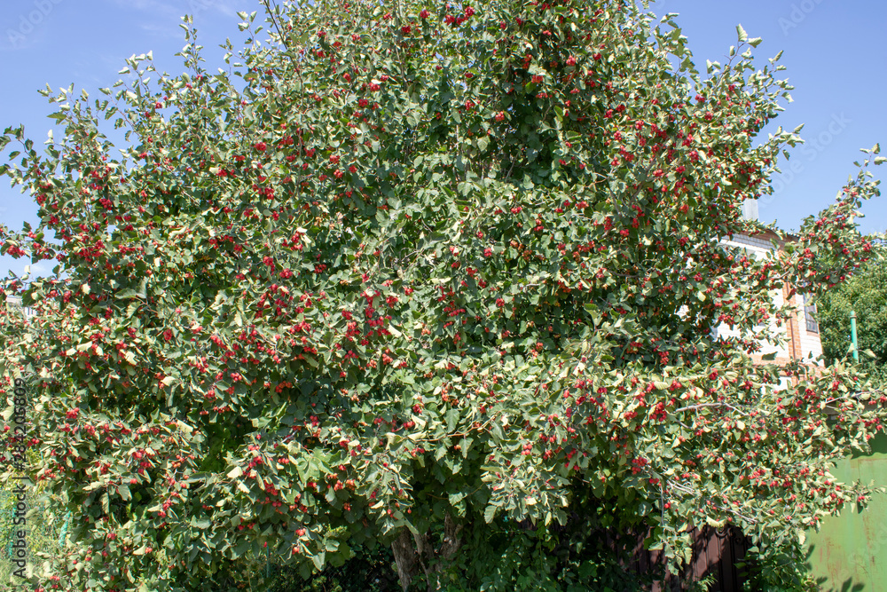 Red fruit of Crataegus monogyna, known as hawthorn or single-seeded hawthorn ( may, mayblossom, maythorn, quickthorn, whitethorn, motherdie, haw ), banner Red fruit of Crataegus monogyna, known as hawthorn or single-seeded hawthorn ( may, mayblossom, maythorn, quickthorn, whitethorn, motherdie, haw ), banner
