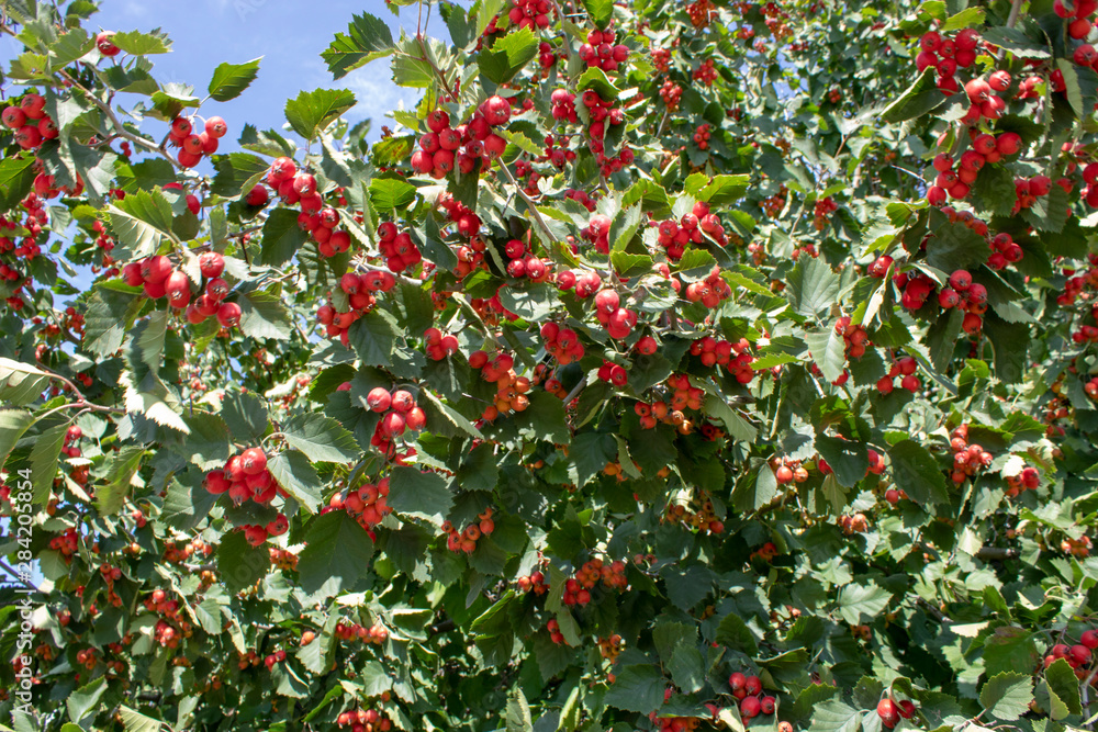 Red fruit of Crataegus monogyna, known as hawthorn or single-seeded hawthorn may