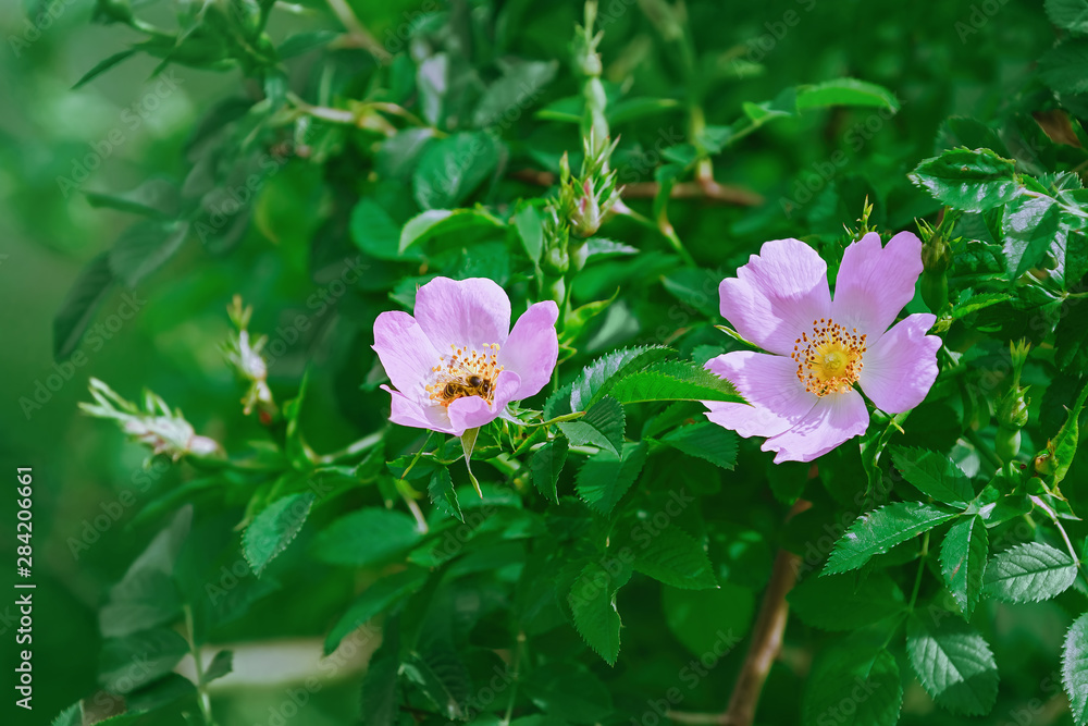 Pink Flowers of Rosa Multiflora