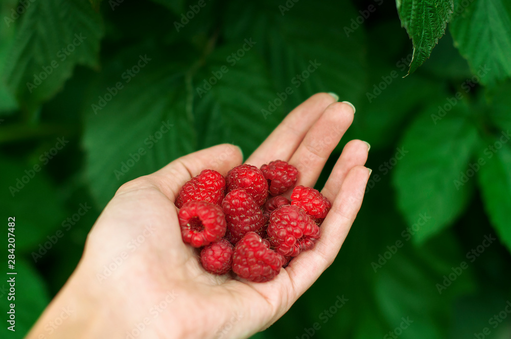 A handful of fresh red raspberries in women's hands on the street A handful of fresh red raspberries in women's hands on the street