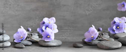 Photography Zen stones and violet flowers on grey background.