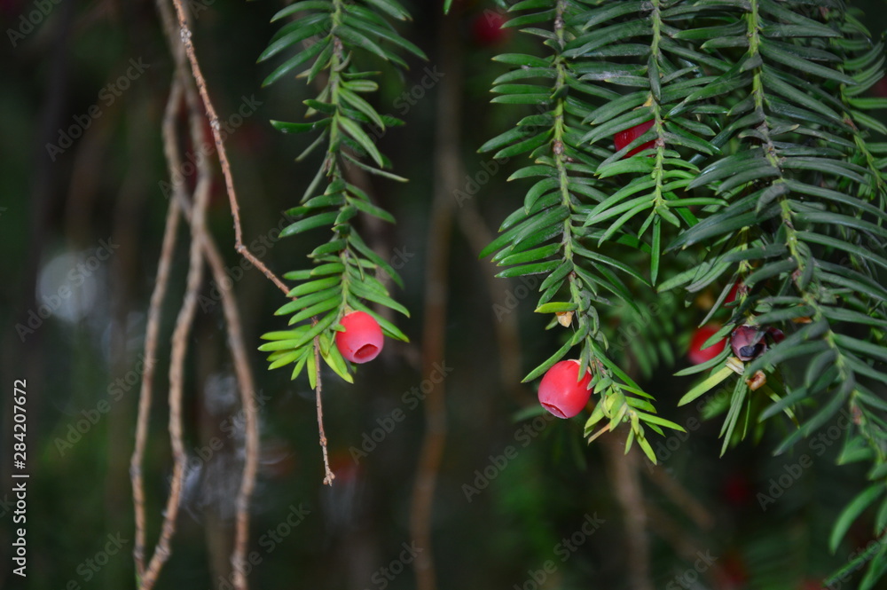 Pine tree branch with red berries Pine tree branch with red berries