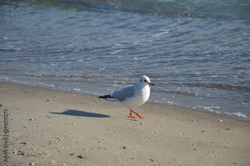Walking seagull on the beach of Black Sea coastline