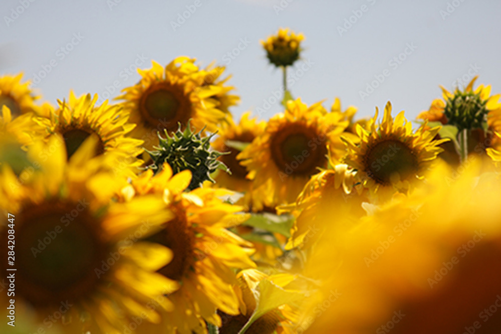 Pimpollo de Girasol Stock Photo | Adobe Stock