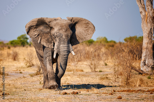 Big elephant walking in an african park