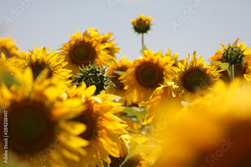 Pimpollo de Girasol