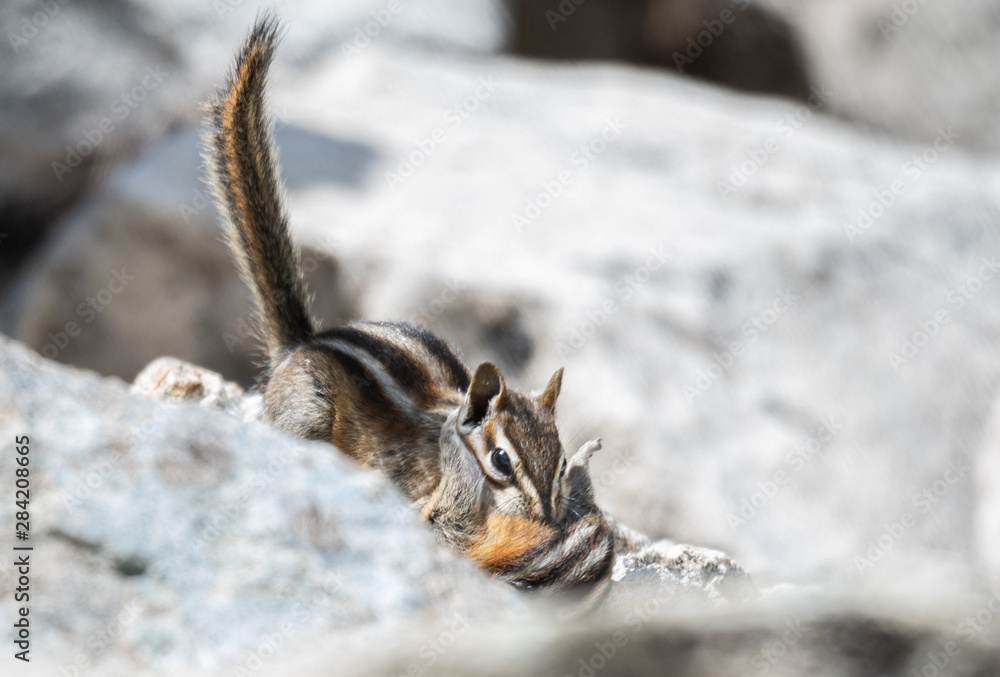 Little Chippy Little Chippy