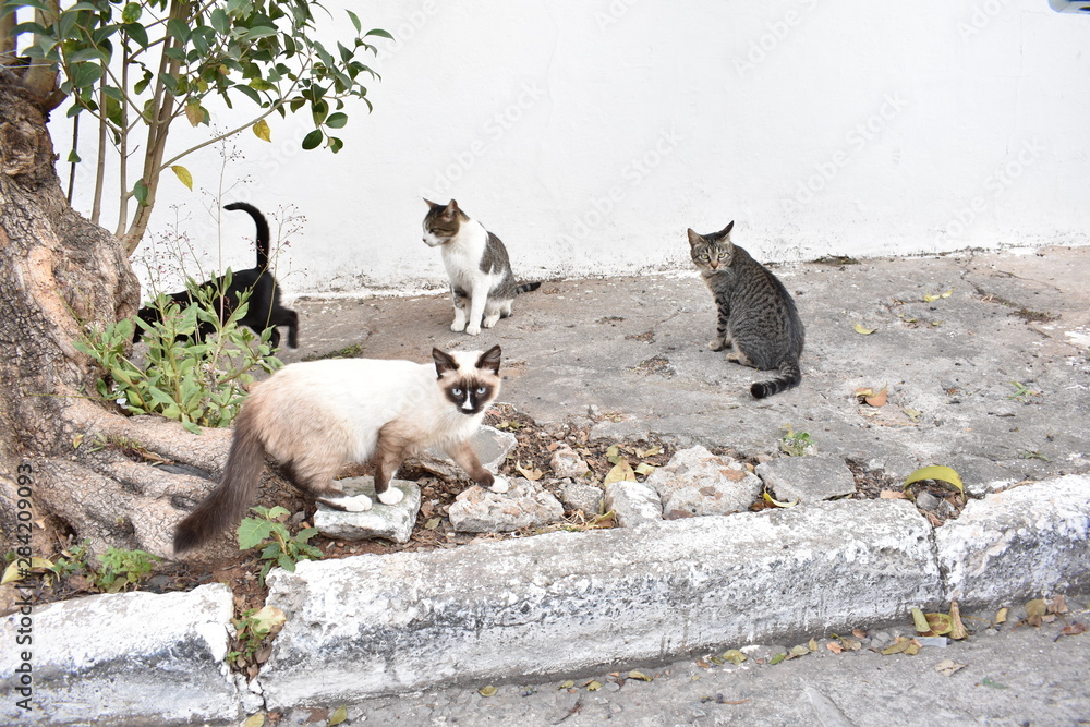 Fototapeta premium Gatos de rua comento ração na calçada