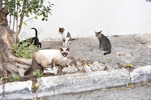 Gatos de rua comento ração na calçada photo