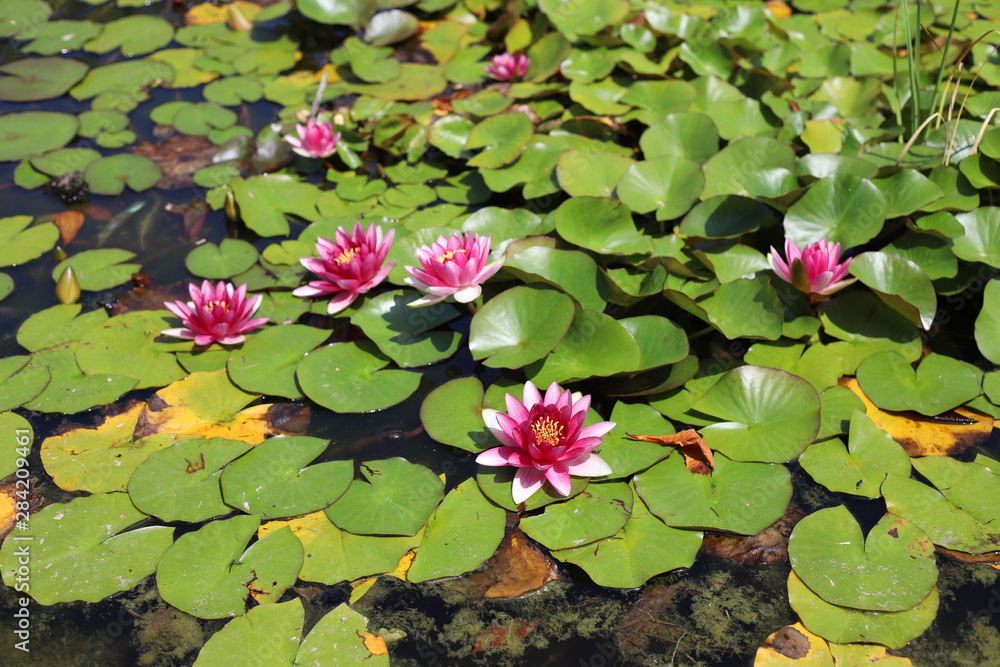 estanque lleno de nenúfares en flor estanque lleno de nenúfares en flor
