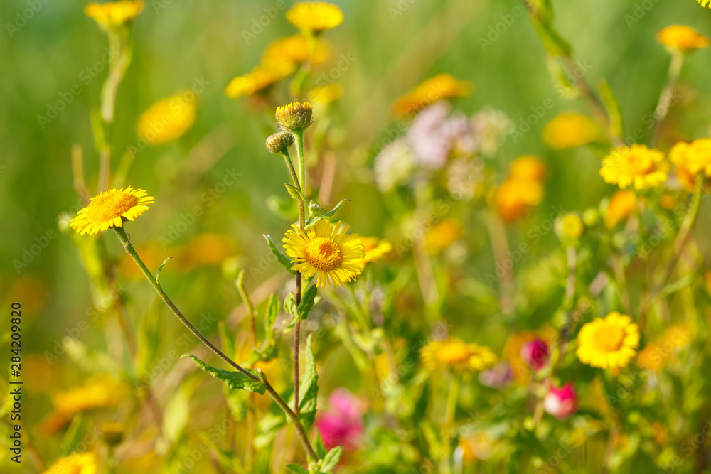 Blooming yellow flowers in meadow in summertime. Beautiful nature - wild yellow flowers in the grass.