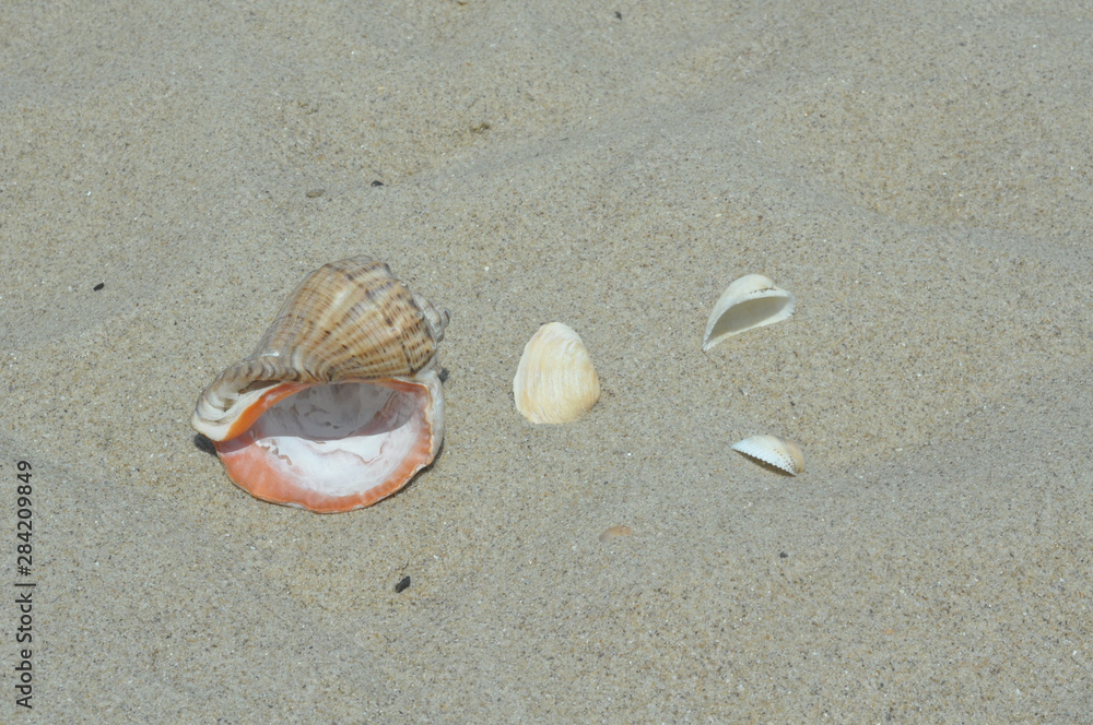 sea shell on the beach sea shell on the beach