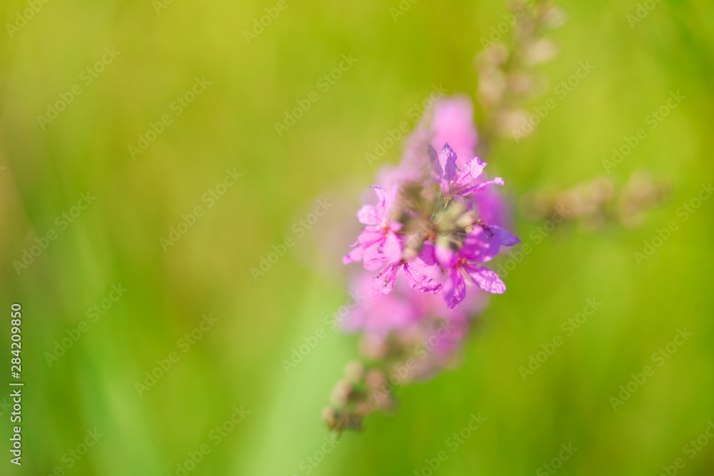 Blooming violet flower in meadow in summertime. Beautiful nature - wild violet flower in the grass. Blurred background. Blooming violet flower in meadow in summertime. Beautiful nature - wild violet flower in the grass. Blurred background.