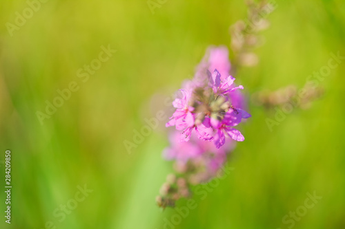 Blooming violet flower in meadow in summertime. Beautiful nature - wild violet flower in the grass. Blurred background.