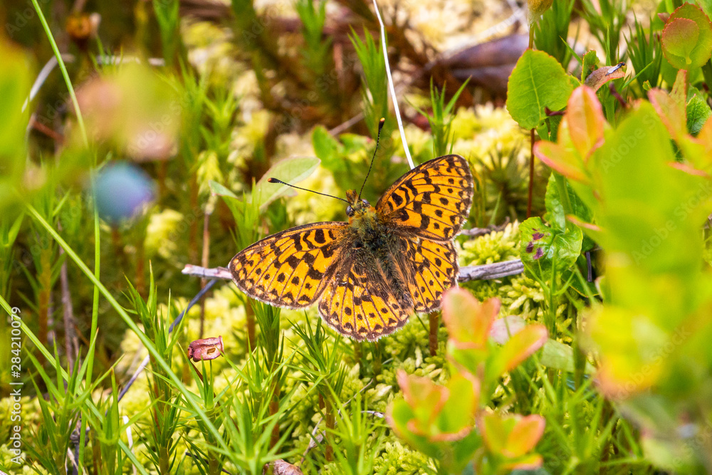 Obraz premium A silver-washed fritillary butterfly beautiful sitting on a plant, picture taken in Sweden region Dalarna