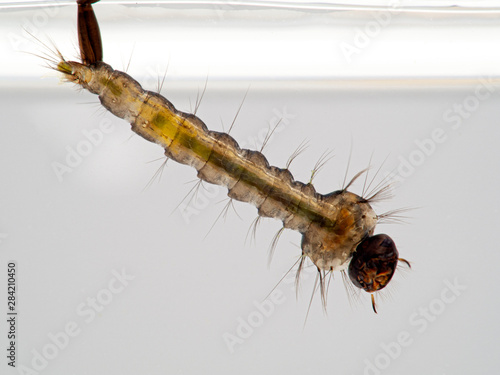 Mosquito larva resting under the surface of the water, breathing through its posterior siphon, ventral view