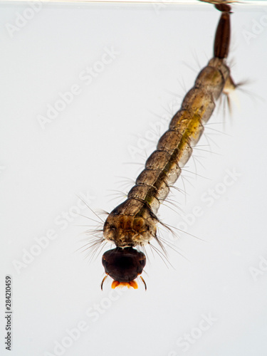 Mosquito larva resting under the surface of the water, breathing through its posterior siphon, 3/4 view