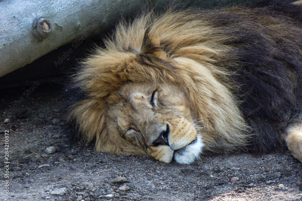 Naklejka premium Löwe