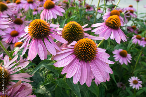Echinacea flowers in a park photo