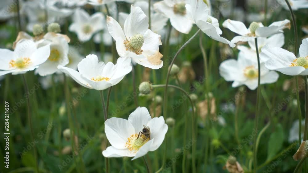 white japanese anemones flowers growing at the garden white japanese anemones flowers growing at the garden