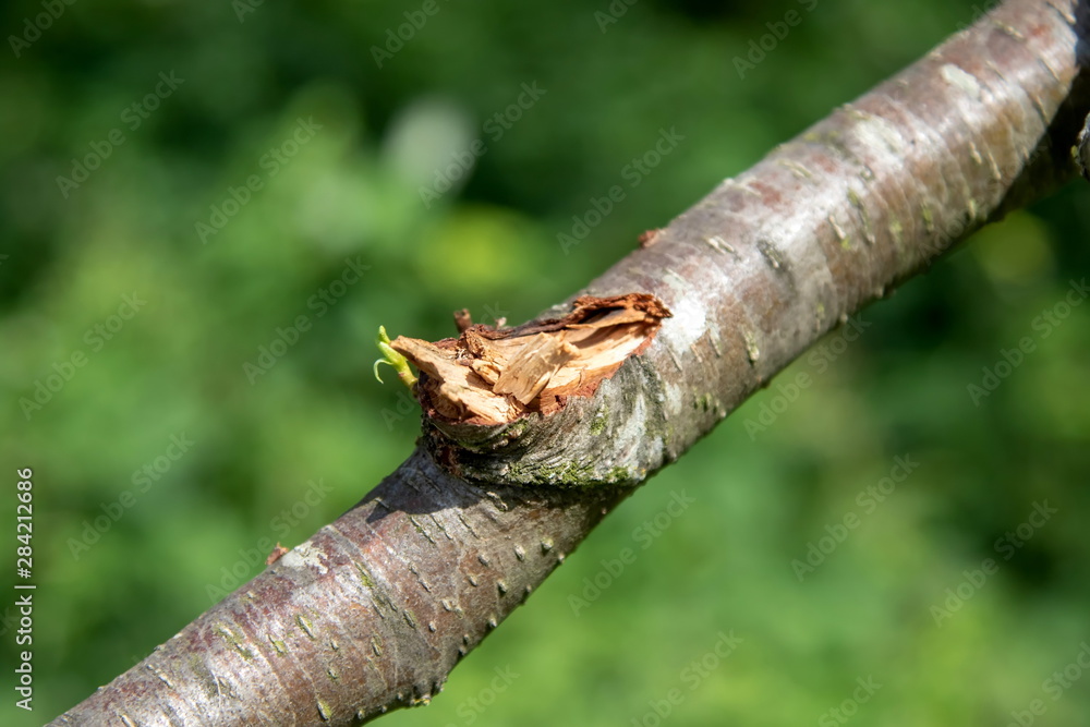 Ast mit Trieb Ast mit Trieb