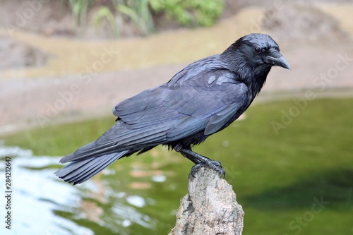 black bird on the fence