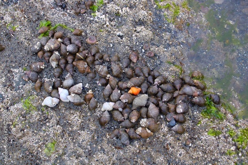 shells on beach