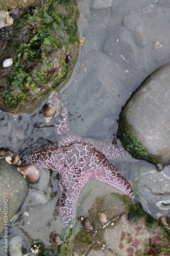 starfish
