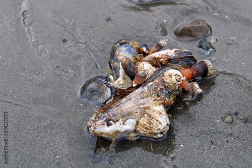 Shells on beach