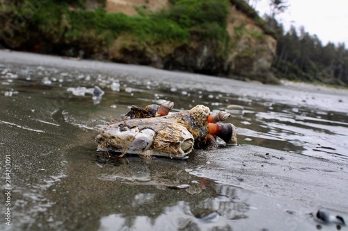Shells on beach