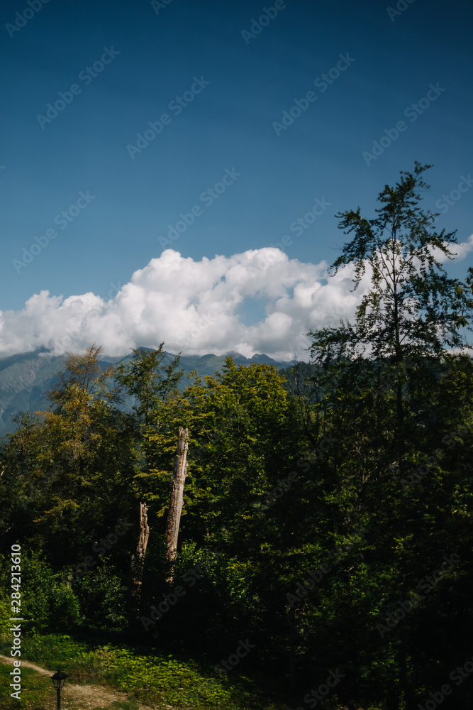 Obraz premium forest mountains clouds sky